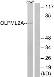 Anti-OLFML2A antibody used in Western Blot (WB). GTX87415