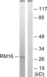 Anti-MRPL16 antibody used in Western Blot (WB). GTX87544