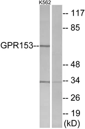 Anti-GPR153 antibody used in Western Blot (WB). GTX87792