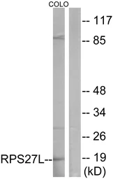 Anti-RPS27L antibody used in Western Blot (WB). GTX87859