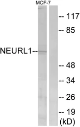 Anti-NEURL antibody used in Western Blot (WB). GTX87864
