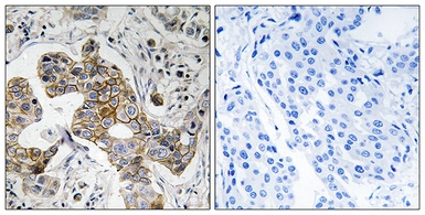 Anti-KCNK15 antibody used in IHC (Paraffin sections) (IHC-P). GTX87879