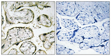 Anti-MRPL42 antibody used in IHC (Paraffin sections) (IHC-P). GTX87942