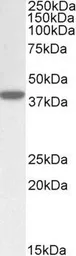Anti-ERLIN1 antibody, C-term used in Western Blot (WB). GTX88392