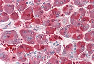 Anti-XPNPEP1 antibody, C-term used in IHC (Paraffin sections) (IHC-P). GTX88401