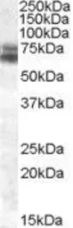 Anti-BMAL1 antibody, Internal used in Western Blot (WB). GTX88473