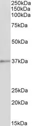 Anti-Annexin A1 antibody, C-term used in Western Blot (WB). GTX88476