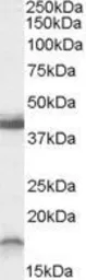 Anti-Ramp1 (C-Term., mouse) antibody, C-term used in Western Blot (WB). GTX88679