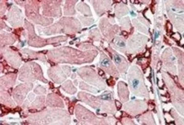 Anti-GOT1 (aa 157-167) antibody, Internal used in IHC (Paraffin sections) (IHC-P). GTX88870