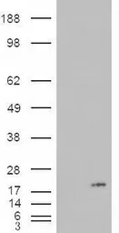 Anti-PLA2G1B antibody, C-term used in Western Blot (WB). GTX88948