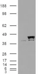 Anti-Cyclophilin 40 antibody, Internal used in Western Blot (WB). GTX89009