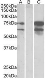 Anti-Neurexin 1 antibody, C-term used in Western Blot (WB). GTX89028