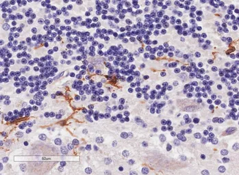 Anti-Iba1 (isoforms 1 + 3) antibody, C-term used in IHC (Paraffin sections) (IHC-P). GTX89048