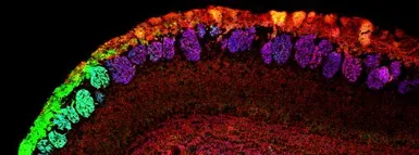 Anti-NCAM2 antibody, C-term used in IHC (Frozen sections) (IHC-Fr). GTX89311