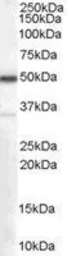 Anti-Chromogranin A precursor antibody, Internal used in Western Blot (WB). GTX89334