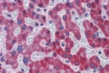 Anti-SCD antibody, C-term used in IHC (Paraffin sections) (IHC-P). GTX89422