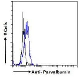 Anti-Parvalbumin antibody, C-term used in Flow cytometry (FCM). GTX89558