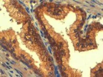 Anti-MRP4 antibody, C-term used in IHC (Paraffin sections) (IHC-P). GTX89659