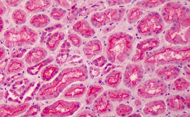Anti-MPP5 antibody, N-term used in IHC (Paraffin sections) (IHC-P). GTX89702