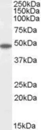 Anti-Flotillin 2 antibody, C-term used in Western Blot (WB). GTX89704