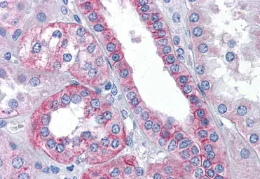Anti-Flotillin 2 antibody, C-term used in IHC (Paraffin sections) (IHC-P). GTX89704