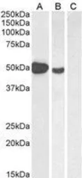 Anti-FOXP3 antibody, C-term used in Western Blot (WB). GTX89934
