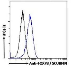 Anti-FOXP3 antibody, C-term used in Flow cytometry (FCM). GTX89934