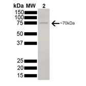 Human HSC70 protein, His tag (active). GTX00438-pro