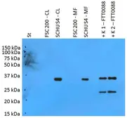 Anti-F. t. tularensis PilT antibody [PAb (180)] used in Western Blot (WB). GTX00502