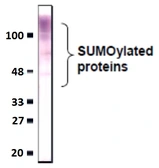 Anti-SUMO2 + SUMO3 antibody [3H12] used in Western Blot (WB). GTX00699