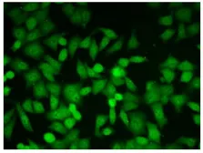 Anti-Glyoxalase I antibody [6F10] used in Immunocytochemistry/ Immunofluorescence (ICC/IF). GTX00705