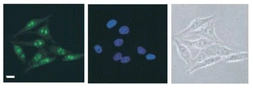 Anti-DDX47 antibody used in Immunocytochemistry/ Immunofluorescence (ICC/IF). GTX00726