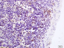Anti-GPR43 antibody used in IHC (Paraffin sections) (IHC-P). GTX00823