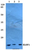 Anti-ELOF1 antibody used in Western Blot (WB). GTX00826