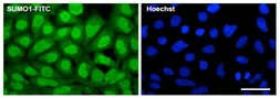 Anti-SUMO1 antibody [4D12] (FITC) used in Immunocytochemistry/ Immunofluorescence (ICC/IF). GTX00842