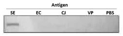 Anti-Salmonella enteritidis LPS antibody [se-1] used in Dot blot (Dot). GTX00861