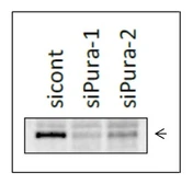 Anti-PURA antibody used in Western Blot (WB). GTX00901