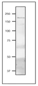 Anti-Fd-GOGAT antibody used in Western Blot (WB). GTX00921