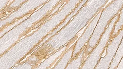 Anti-DAG1 / beta Dystroglycan antibody [43DAG1/8D5] used in IHC (Frozen sections) (IHC-Fr). GTX01940