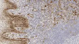 Anti-Thrombomodulin antibody [15C8] used in IHC (Paraffin sections) (IHC-P). GTX01950