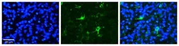 Anti-CDC4 antibody used in IHC (Paraffin sections) (IHC-P). GTX02557