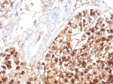 Anti-EPX antibody [rEPO104] used in IHC (Paraffin sections) (IHC-P). GTX02633