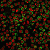 Anti-MHC Class II antibody [HLA-Pan/2967R] used in Immunocytochemistry/ Immunofluorescence (ICC/IF). GTX02758