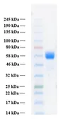 Human FGFR3 alpha IIIb (extracellular region) protein, His tag. GTX02785-pro