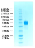 Human FGFR4 (extracellular region) protein, His tag. GTX02787-pro