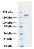 Human PLA2R1 (extracellular region) protein, His tag. GTX02788-pro