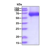Human LBP protein, His tag. GTX02867-pro