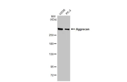 Anti-Aggrecan antibody [GT1267] used in Western Blot (WB). GTX03179