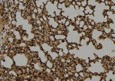 Anti-MUTYH antibody used in IHC (Paraffin sections) (IHC-P). GTX03359