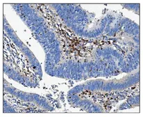 Anti-CD16a antibody used in IHC (Paraffin sections) (IHC-P). GTX03379